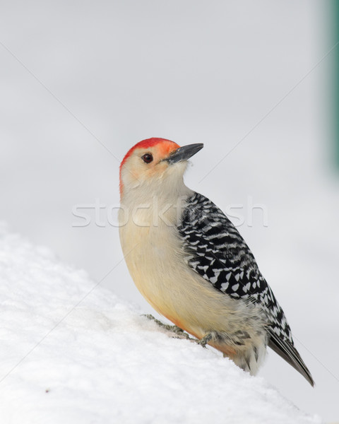 Red-bellied Woodpecker Stock photo © brm1949