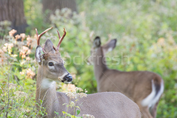 Szarvas dolcsi áll mező természet trófea Stock fotó © brm1949