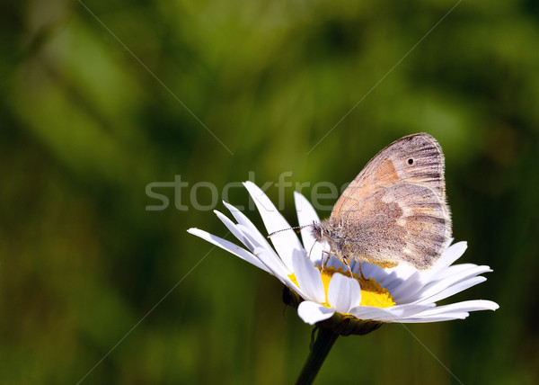 Common Ringlet Butterfly Stock photo © brm1949