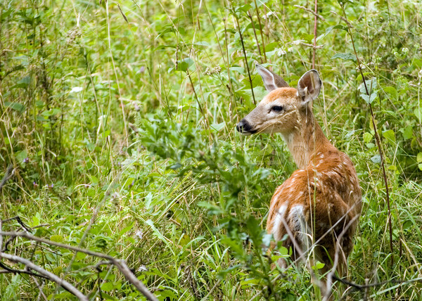 Whitetail Deer Fawn Stock photo © brm1949