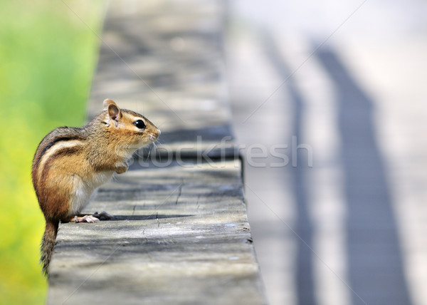 Chipmunk oriental cerca natureza Foto stock © brm1949