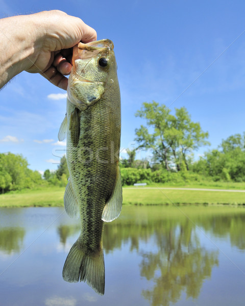 Stock photo: Largemouth Bass