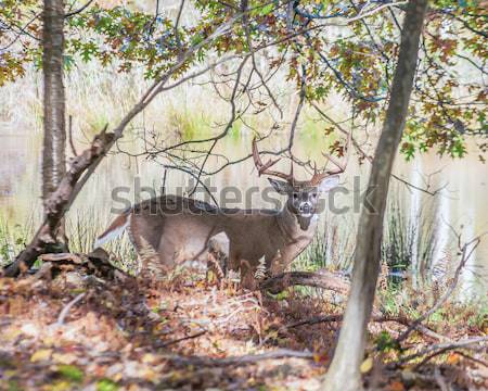 Whitetail Deer Buck Stock photo © brm1949