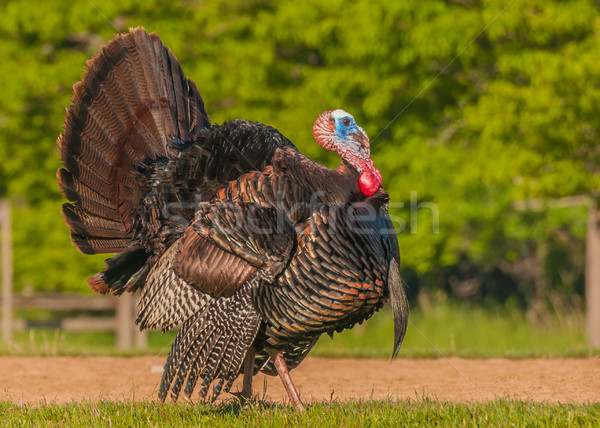 Wild Turkey (Meleagris gallopavo) Stock photo © brm1949