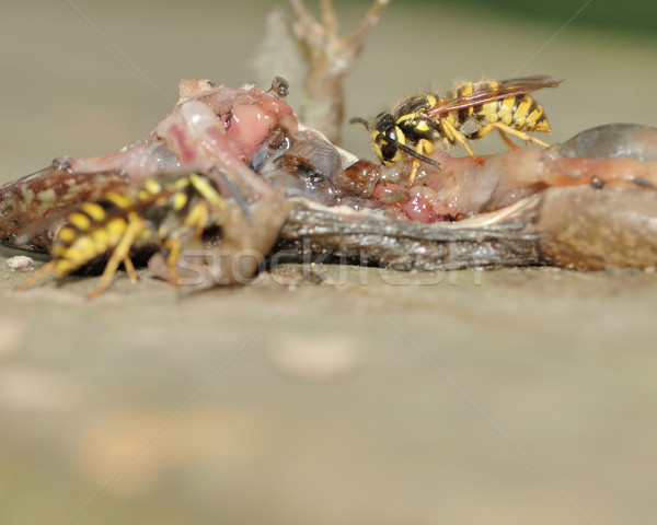 Yellowjacket Wasp Stock photo © brm1949