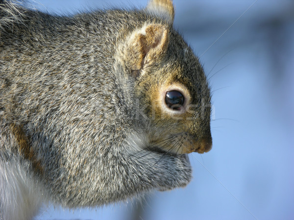 Szary wiewiórki drzewo limb Zdjęcia stock © brm1949
