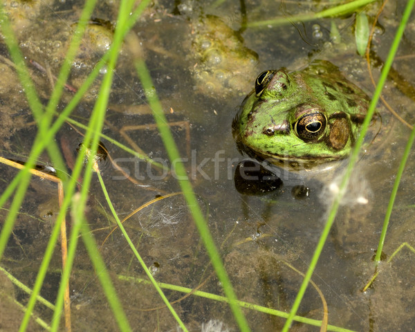 Stockfoto: Luipaard · kikker · vergadering · moeras · wachten · buit