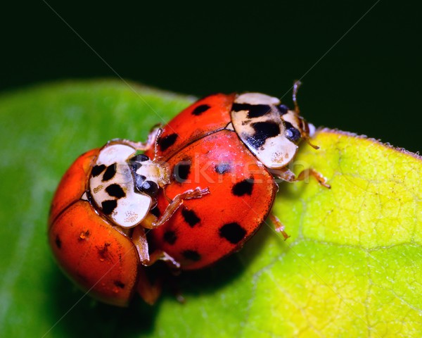 Mating Ladybugs Stock photo © brm1949