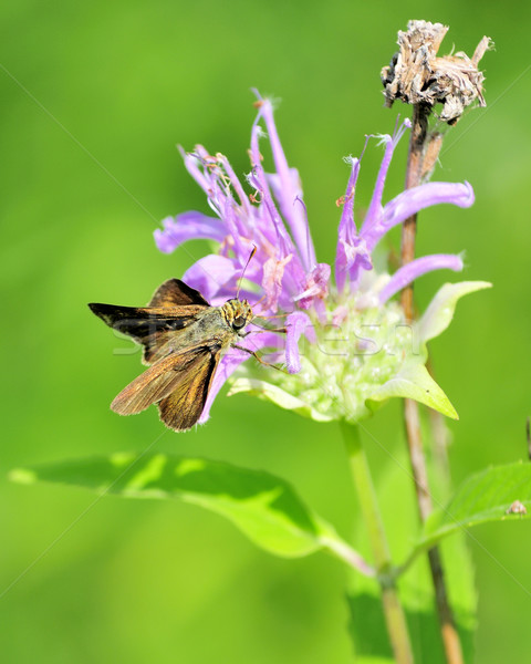 Skipper Butterfly Stock photo © brm1949