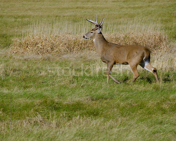 Whitetail Deer Buck Stock photo © brm1949