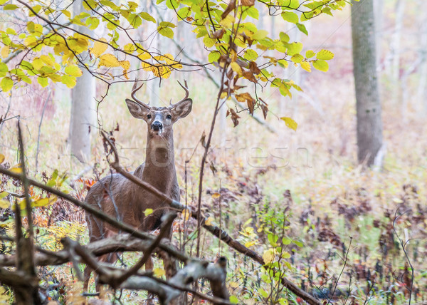 Whitetail Deer Buck Stock photo © brm1949