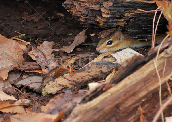 Foto stock: Chipmunk · oriental · árvore · natureza · mata