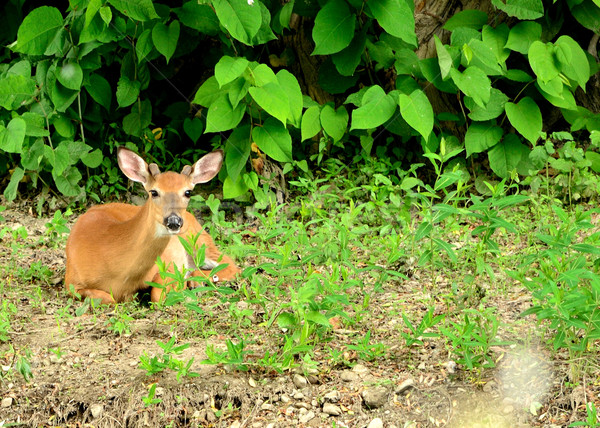 Whitetail Deer Button Buck Stock photo © brm1949