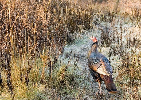 Wild Turkey (Meleagris gallopavo) Stock photo © brm1949