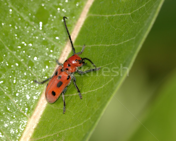 Rood bug groen blad natuur Stockfoto © brm1949