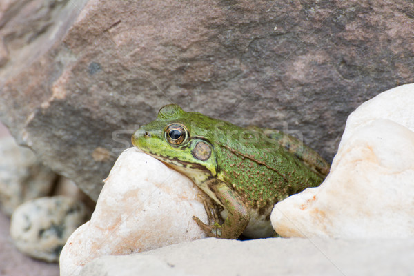 рок сидят болото лягушка животного Сток-фото © brm1949