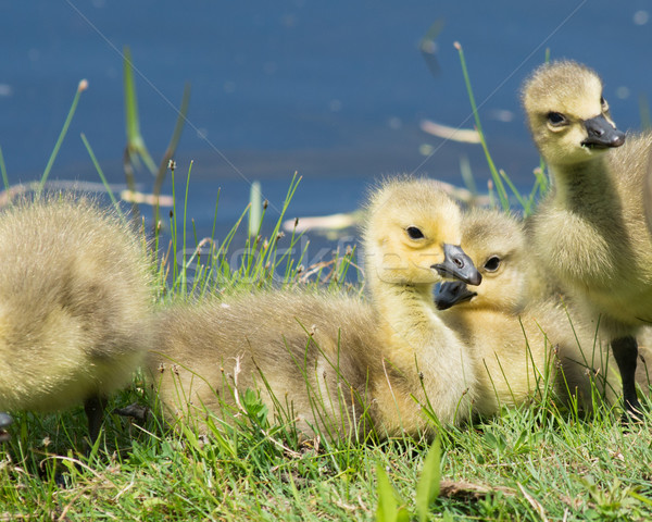Canada Goose Goslings Stock photo © brm1949