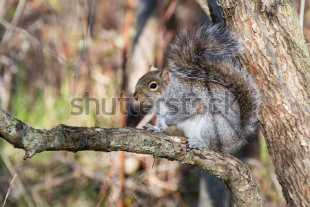 Szary wiewiórki drzewo limb zwierząt lesie Zdjęcia stock © brm1949
