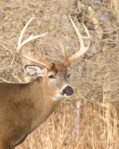 Whitetail Deer Buck Stock photo © brm1949