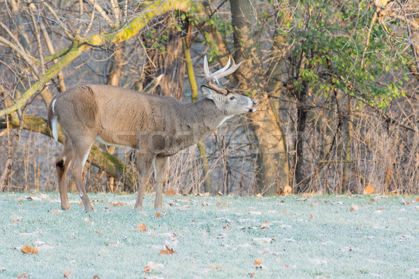 Whitetail Deer Buck Stock photo © brm1949