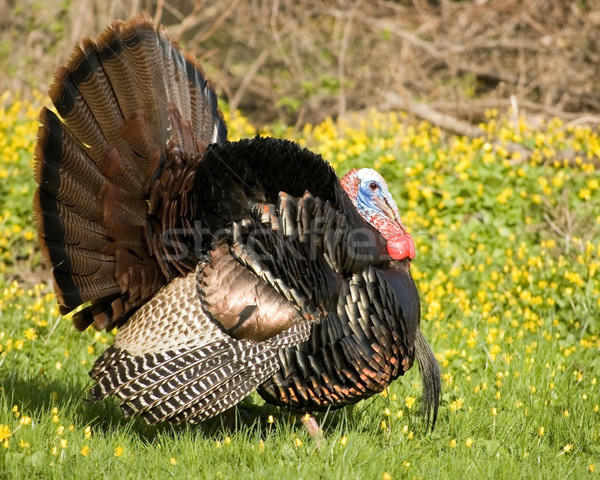 Wild Turkey Strutting Stock photo © brm1949