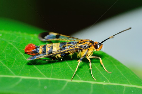 Clearwing Wasp Mimic Moth Stock photo © brm1949