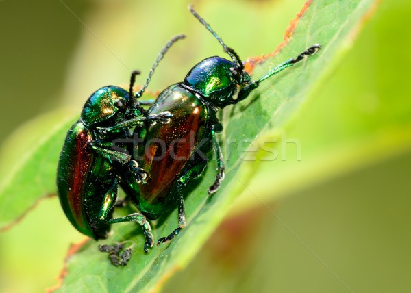 Mating Dogbane Beetles  Stock photo © brm1949