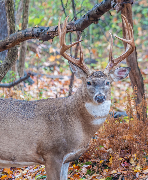 Whitetail Deer Buck Stock photo © brm1949