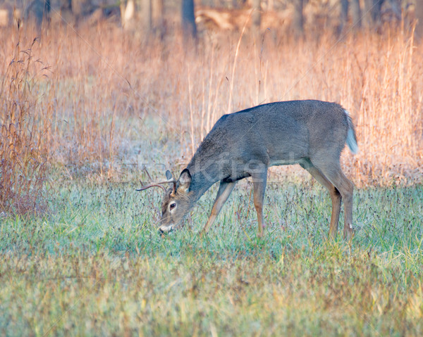 Whitetail Deer Buck Stock photo © brm1949