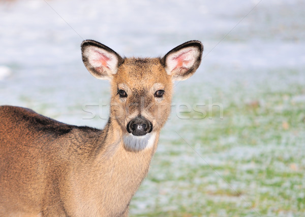 Stock foto: Hirsch · buck · stehen · Wald