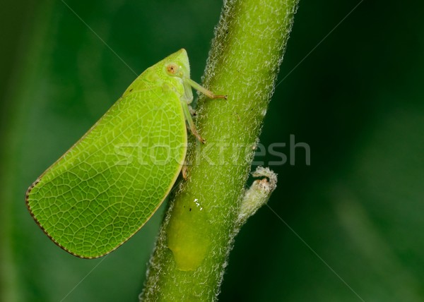 Leafhopper Stock photo © brm1949