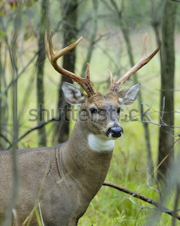 Whitetail Deer Buck Stock photo © brm1949