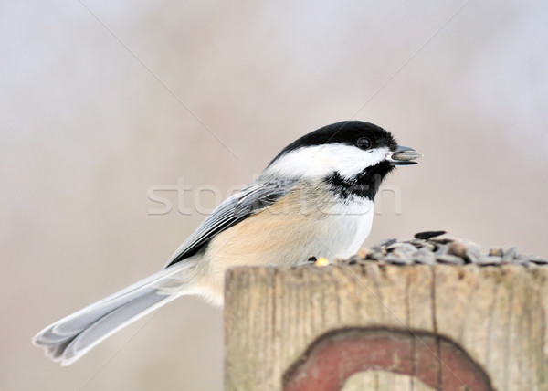 Black-capped Chickadee Stock photo © brm1949