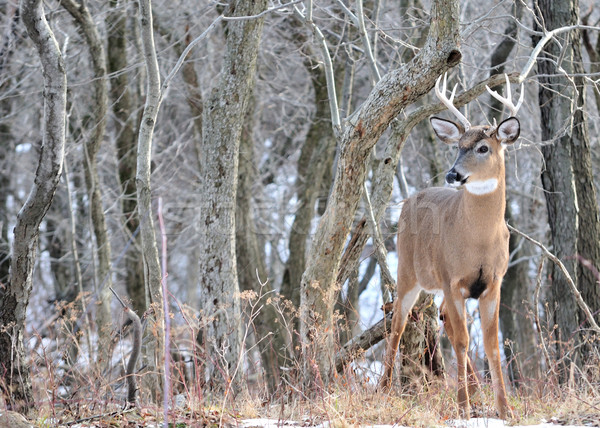 Whitetail Deer Buck Stock photo © brm1949