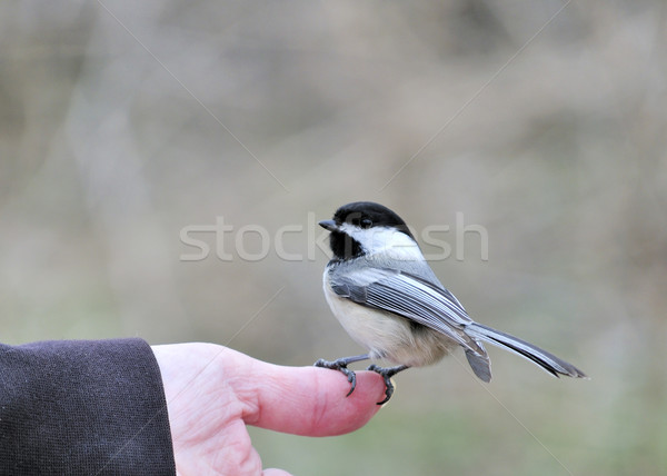 Black-capped Chickadee In Hand Stock photo © brm1949