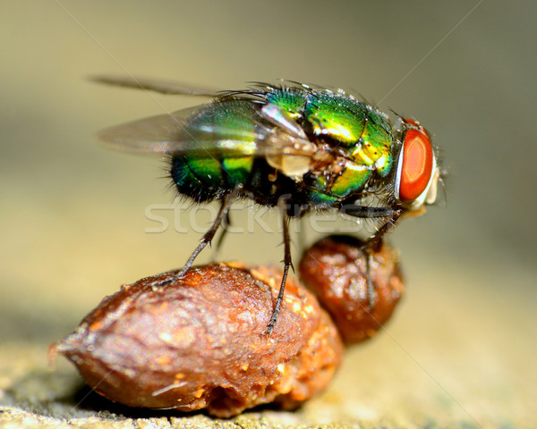 Green Bottle Fly Stock photo © brm1949