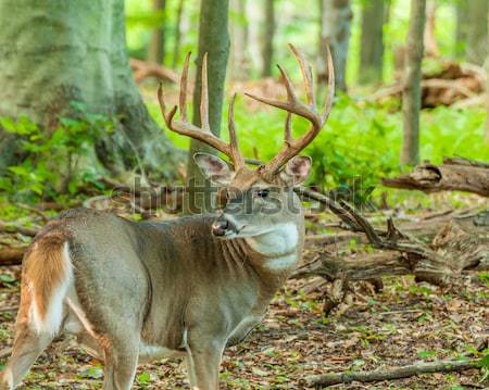 ストックフォト: 鹿 · バック · 立って · 森 · 動物 · トロフィー