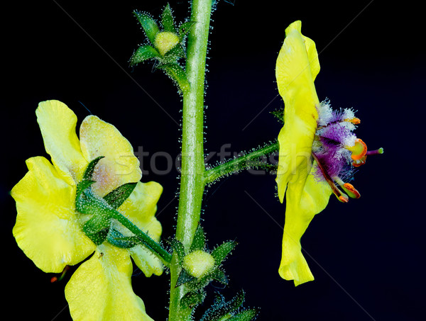 Stock photo: Moth Mullein