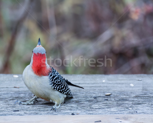 Red-bellied Woodpecker Looking Backward Stock photo © brm1949