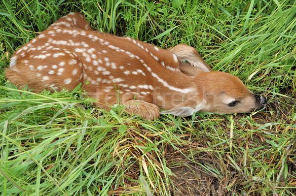 Whitetail Deer Fawn Stock photo © brm1949