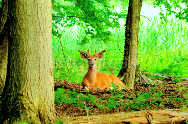 Stock photo: Whitetail Deer Buck In Velvet