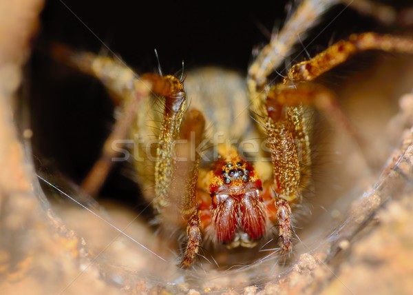 Wolf Spider Stock photo © brm1949