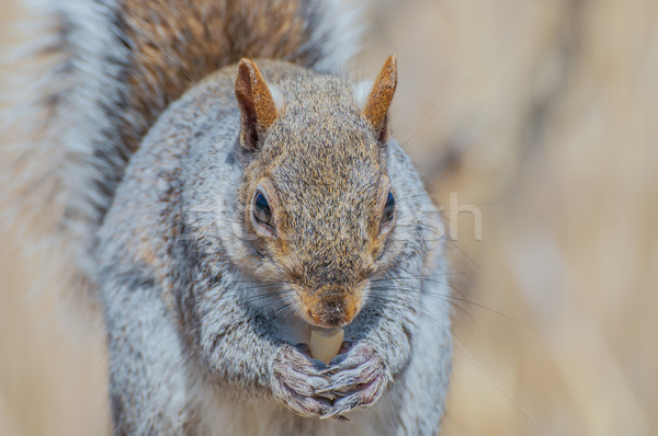 Foto stock: Gris · ardilla · gris · forestales · naturaleza