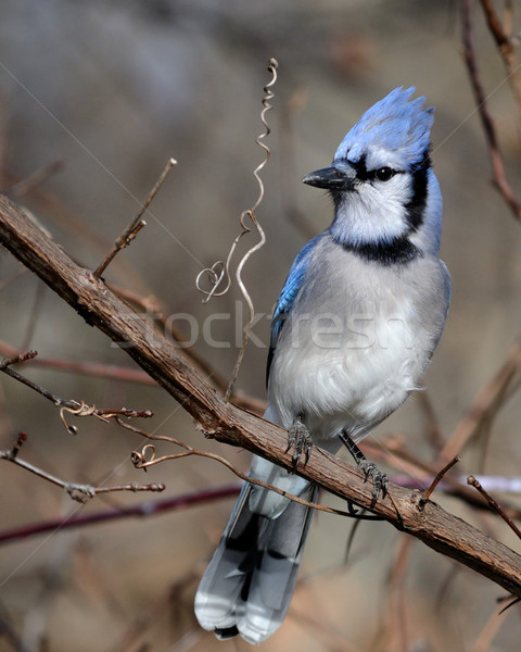 Blue jay Stock photo © brm1949