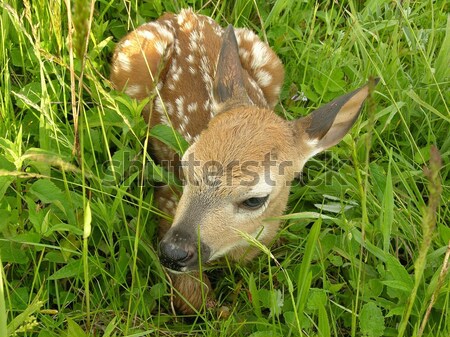 Whitetail Deer Fawn Stock photo © brm1949