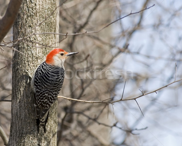 Stock photo: Red-bellied Woodpecker (Melanerpes carolinus)