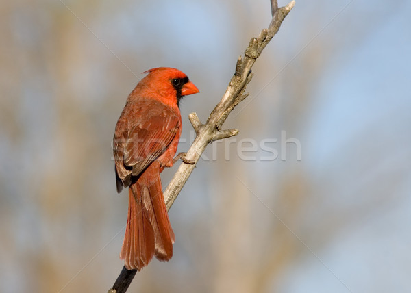 Stock photo: Cardinal (Cardinalis cardinalis)