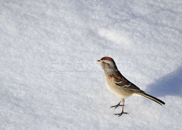 American Tree Sparrow Stock photo © brm1949