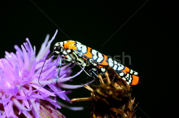 Ailanthus Webworm Moth Stock photo © brm1949