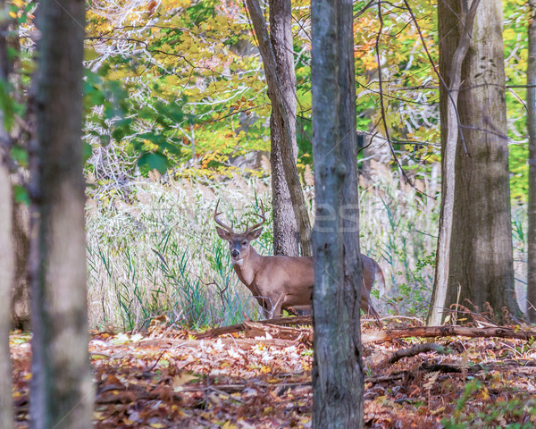 Whitetail Deer Buck Stock photo © brm1949